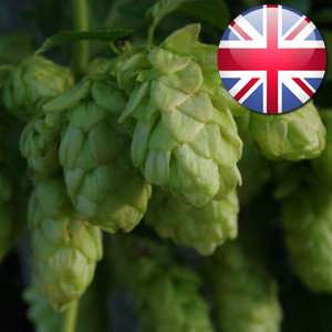 Хмель Progress (Прогресс), альфа 5.7%, 50г