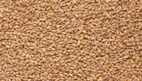 Солод  пшеничный WHEAT, 1кг (Белсолод)